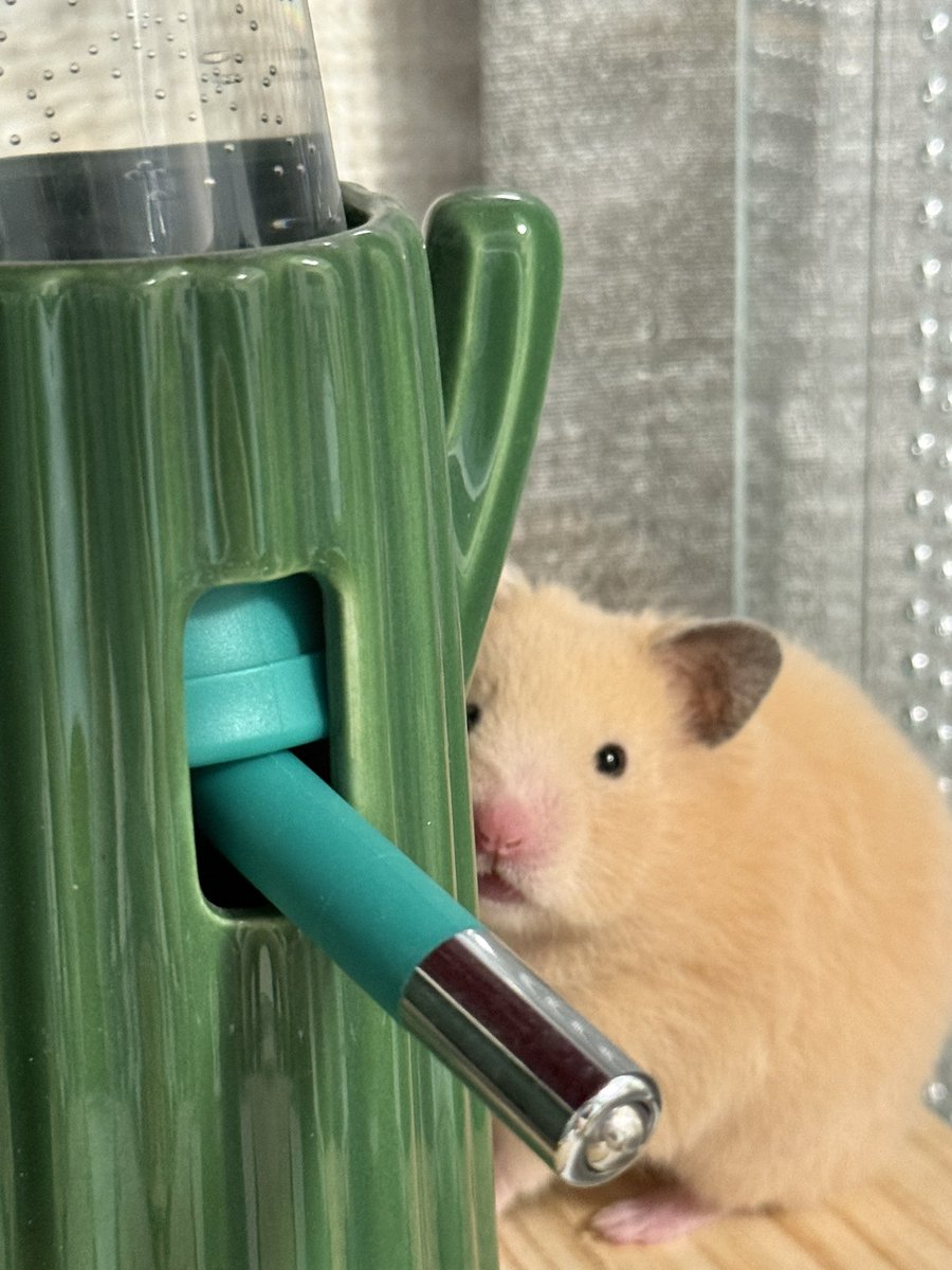 ほたて🐹 tweet media