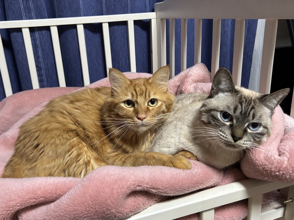 ねこのんちゃん🐱レースゲームハマり中🚗💨 tweet media