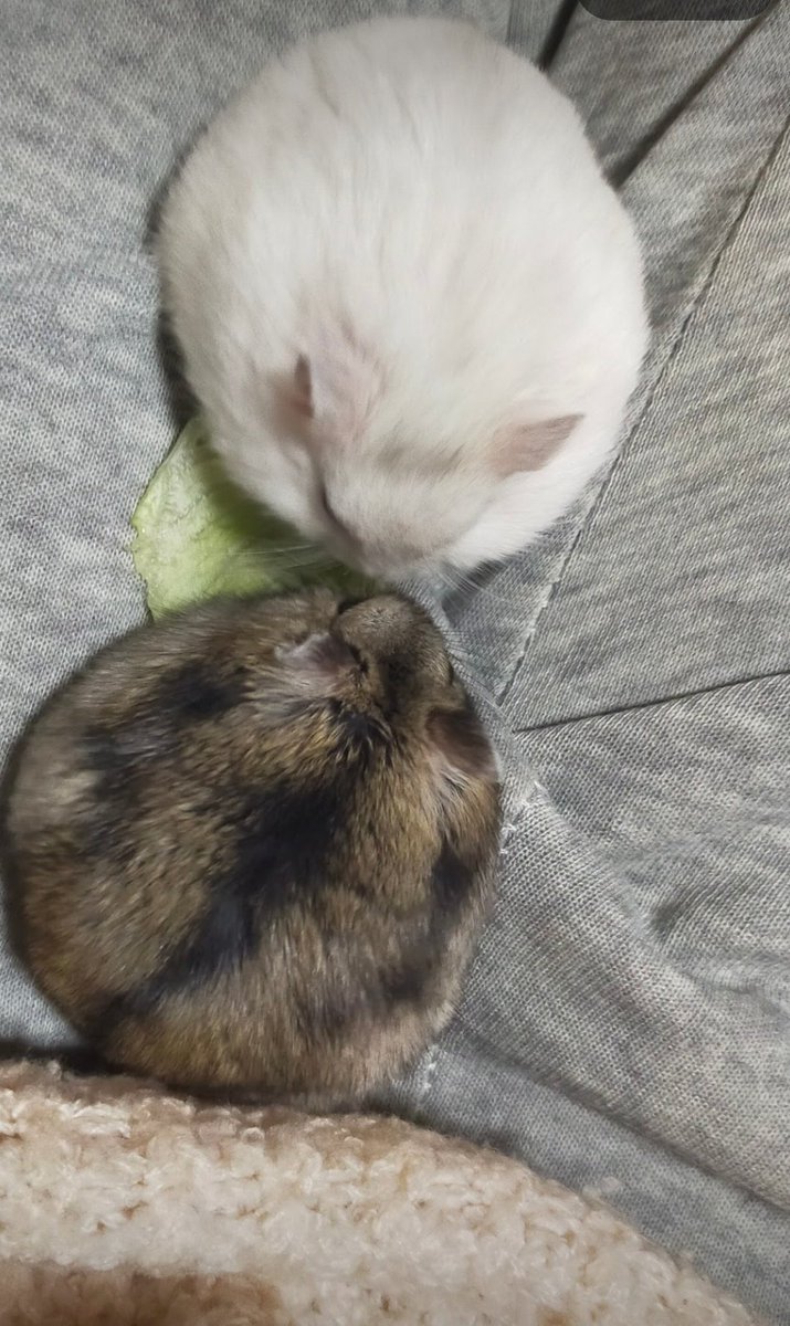 ←赤ちゃんのころ
大人になってから→
#ハムスター