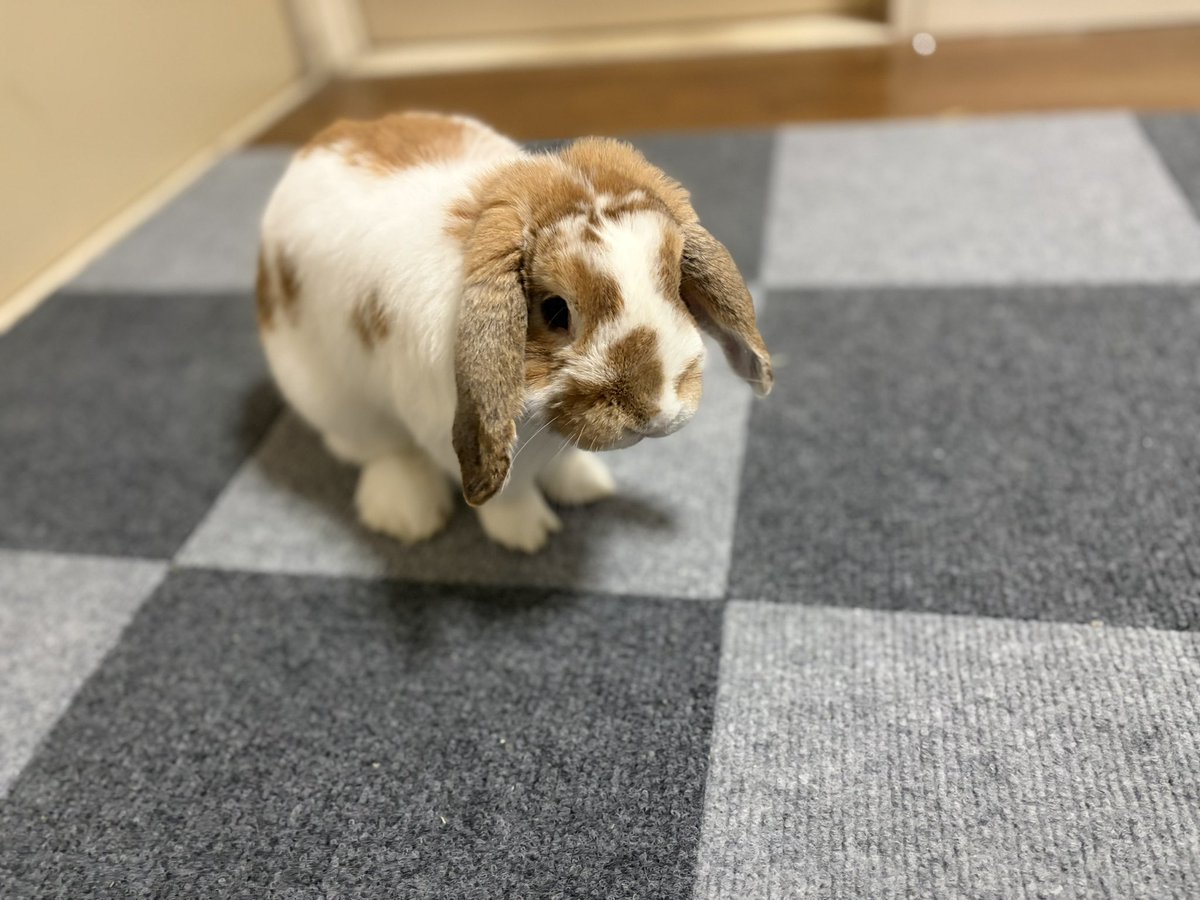 かすみ草 tweet media