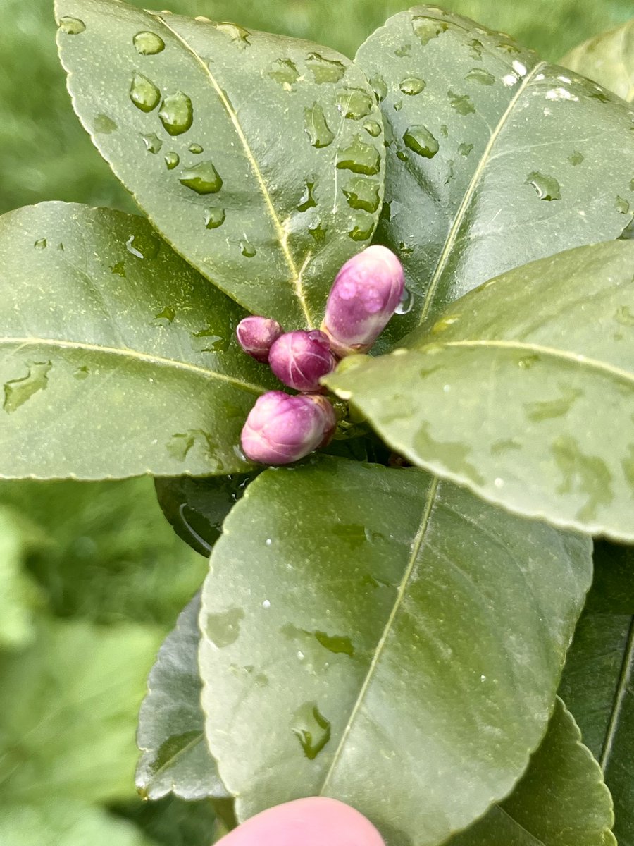 MatronsVeggies's tweet image. Lemon tree now repotted, fed and out on the patio. Blossom and new growth imminent 🍋 #gyo #citrus #allotment #allotmentlife #growyourown