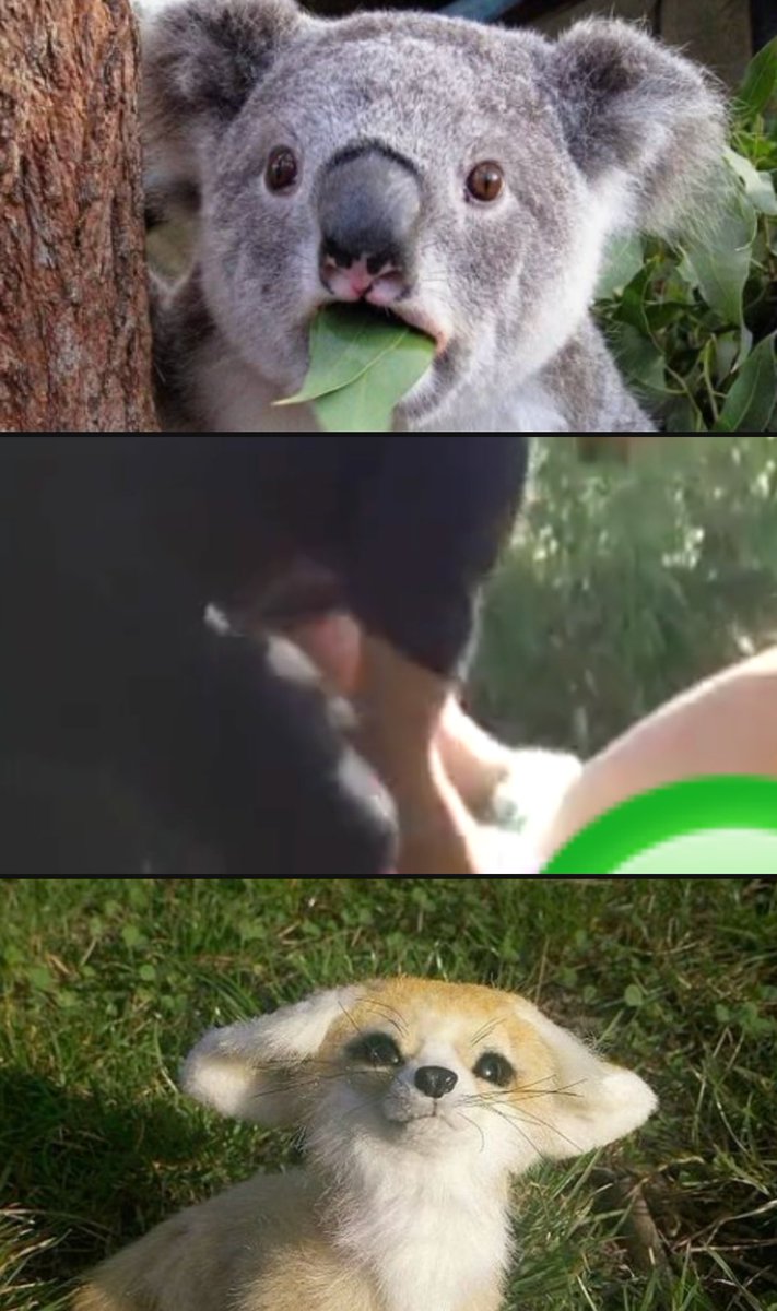 ふにゃ tweet media