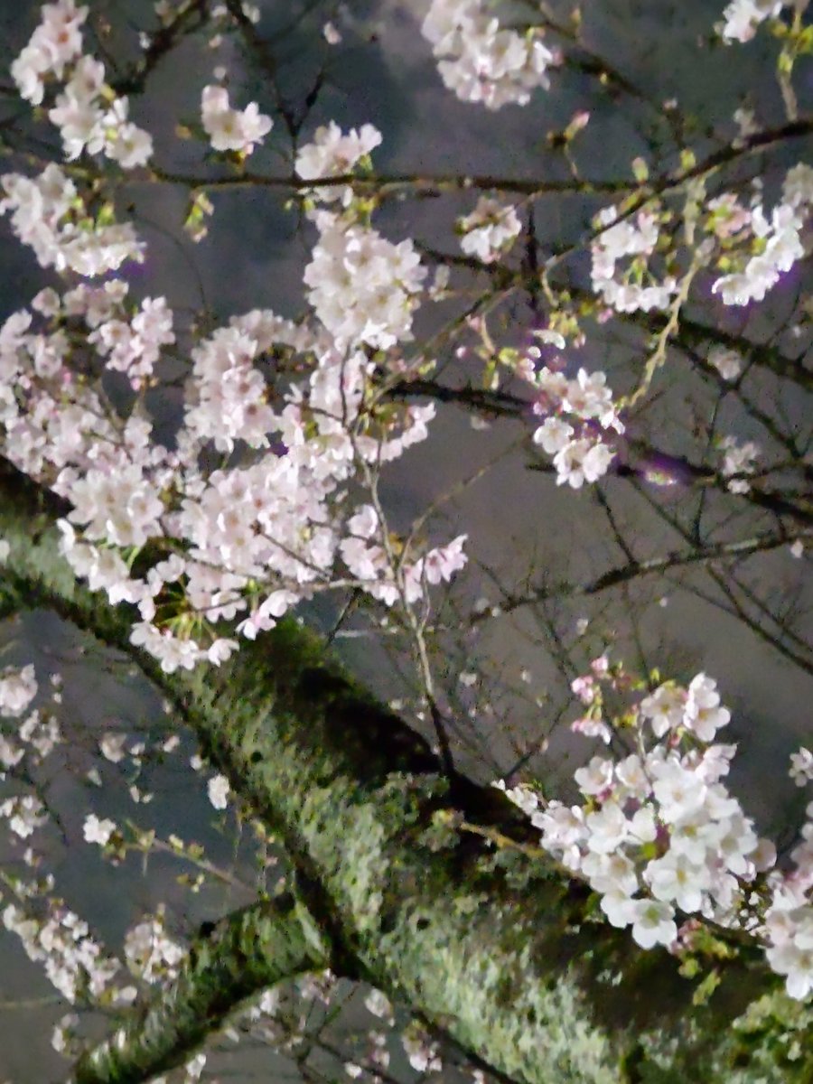 tedyree47475's tweet photo. 今年の桜🌸
❀満開さくら
❀夜桜
❀葉桜
実になってるところや、ポツンと花がまだ残ってるとこもあり。
これがほんとに最後の桜ですね。
また来年、私達を癒してくれる姿を見せてほしいものですね😊 https://t.co/hMTDd9Dq3z