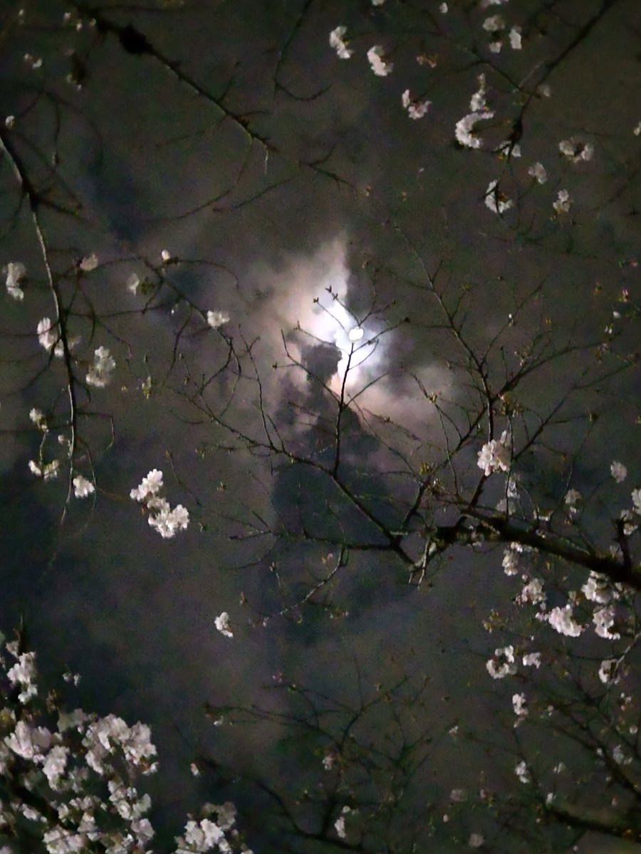 tedyree47475's tweet photo. 今年の桜🌸
❀満開さくら
❀夜桜
❀葉桜
実になってるところや、ポツンと花がまだ残ってるとこもあり。
これがほんとに最後の桜ですね。
また来年、私達を癒してくれる姿を見せてほしいものですね😊 https://t.co/hMTDd9Dq3z