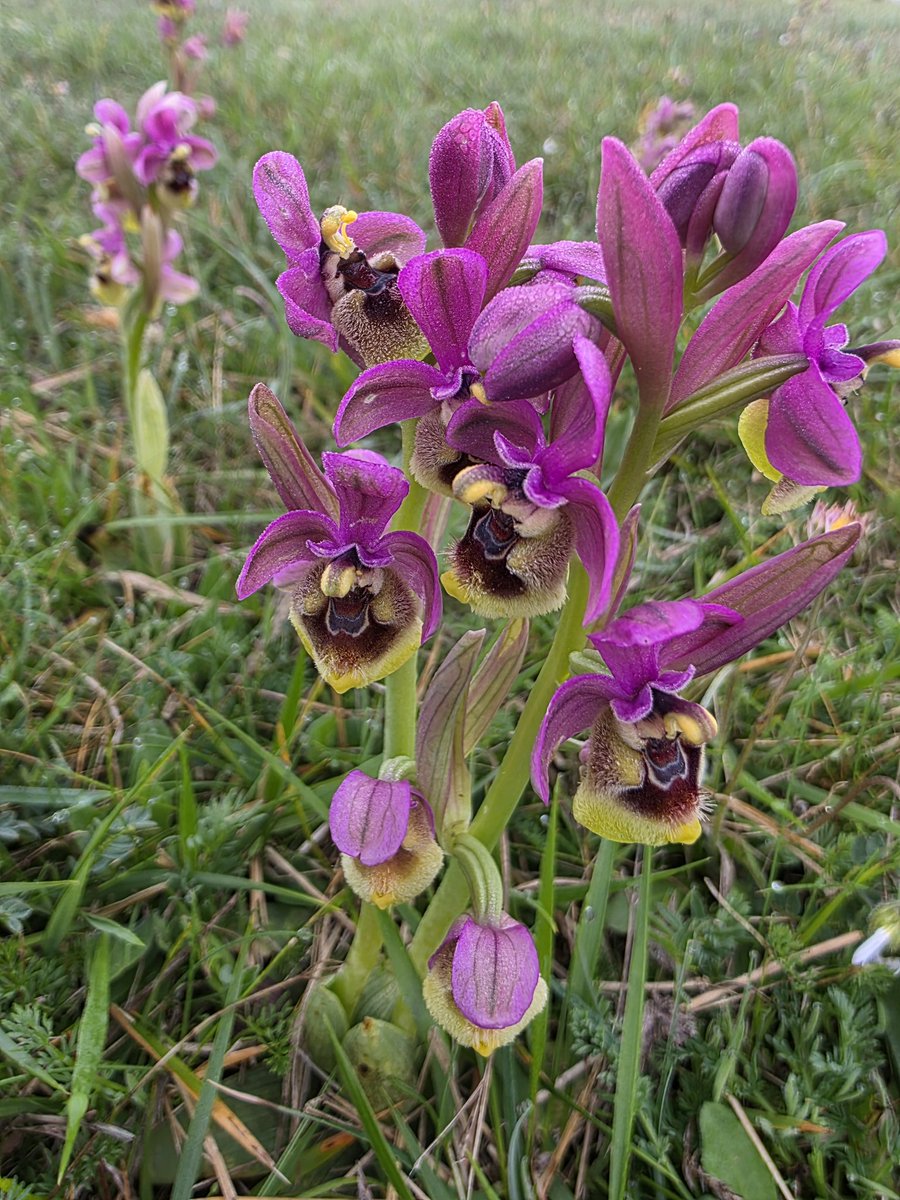 Pajarines tweet media