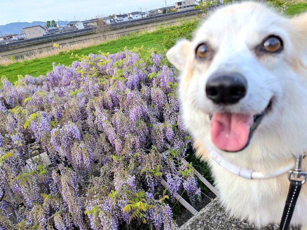 リリーママ tweet media