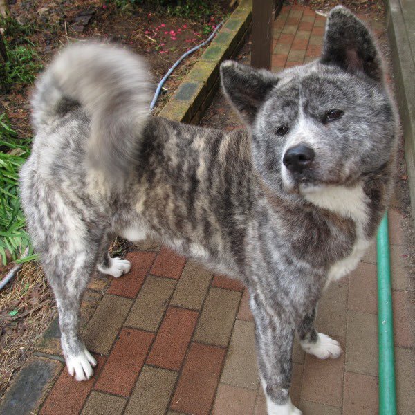 だすと tweet media