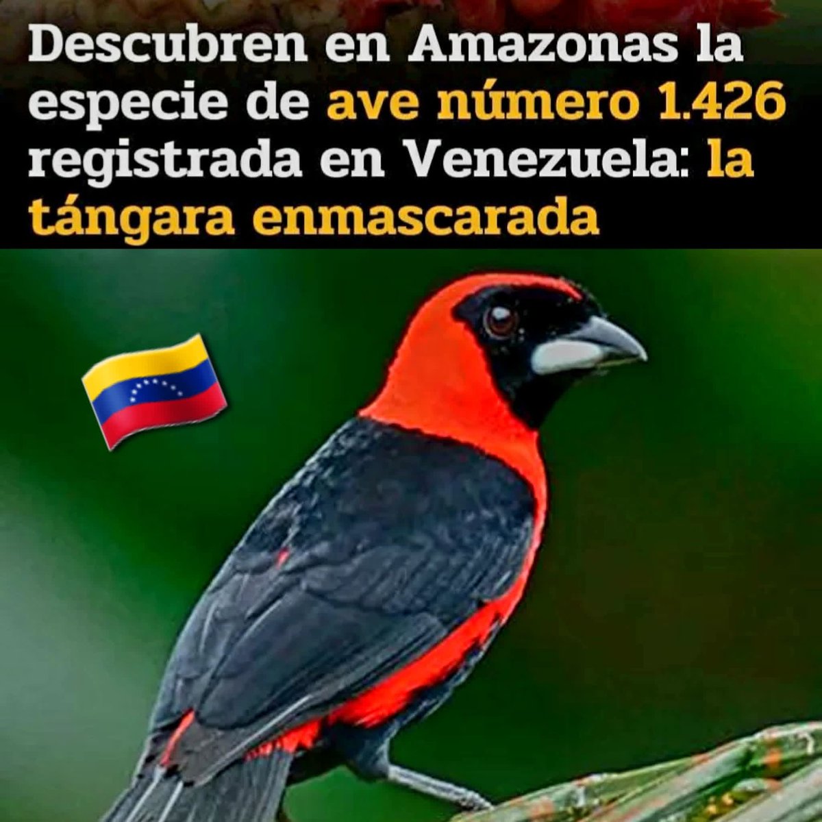 ela ferris tweet media