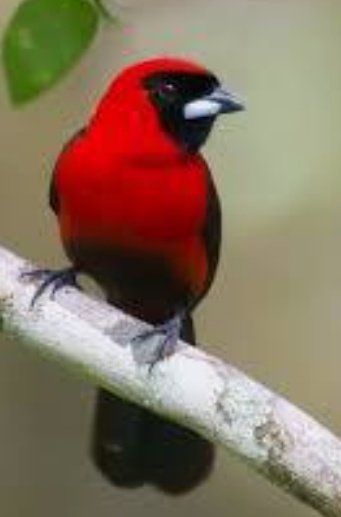 ela ferris tweet media