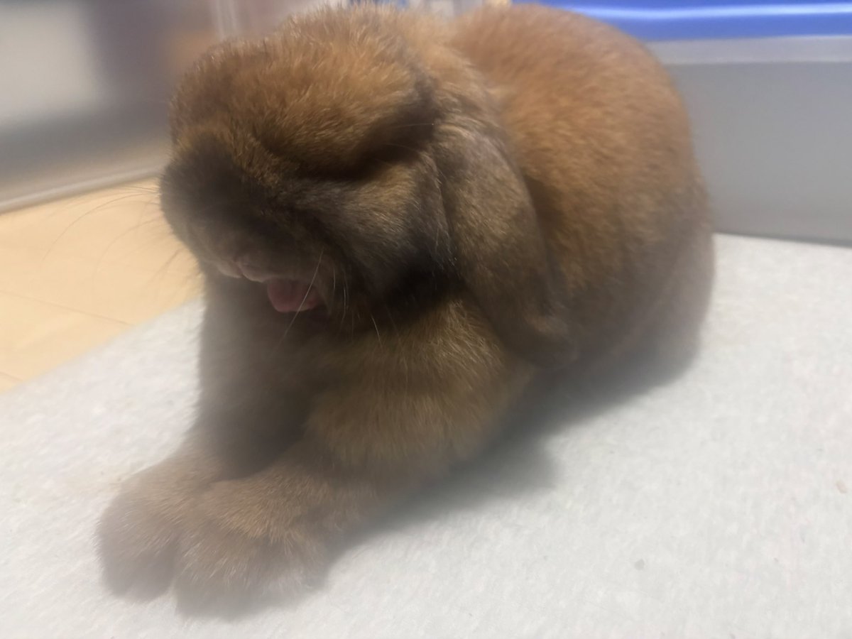 うさぎのポパイ tweet media