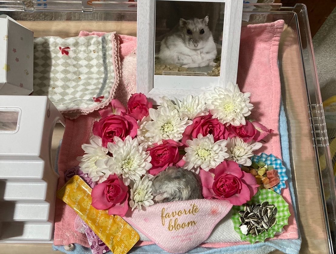 りずさん！ tweet media