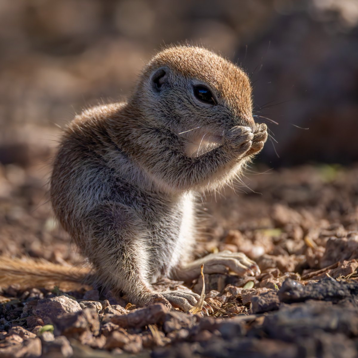 AnimalPlanet's tweet image. Caught mid-munch 🥜🌰

#DidYouKnow Round-tailed ground squirrels stay active even on blazing desert days thanks to their sandy camouflage and cool underground burrows.

📸: Beata Whitehead

#squirrel #babyroundtailedgroundsquirrel #wildlife
