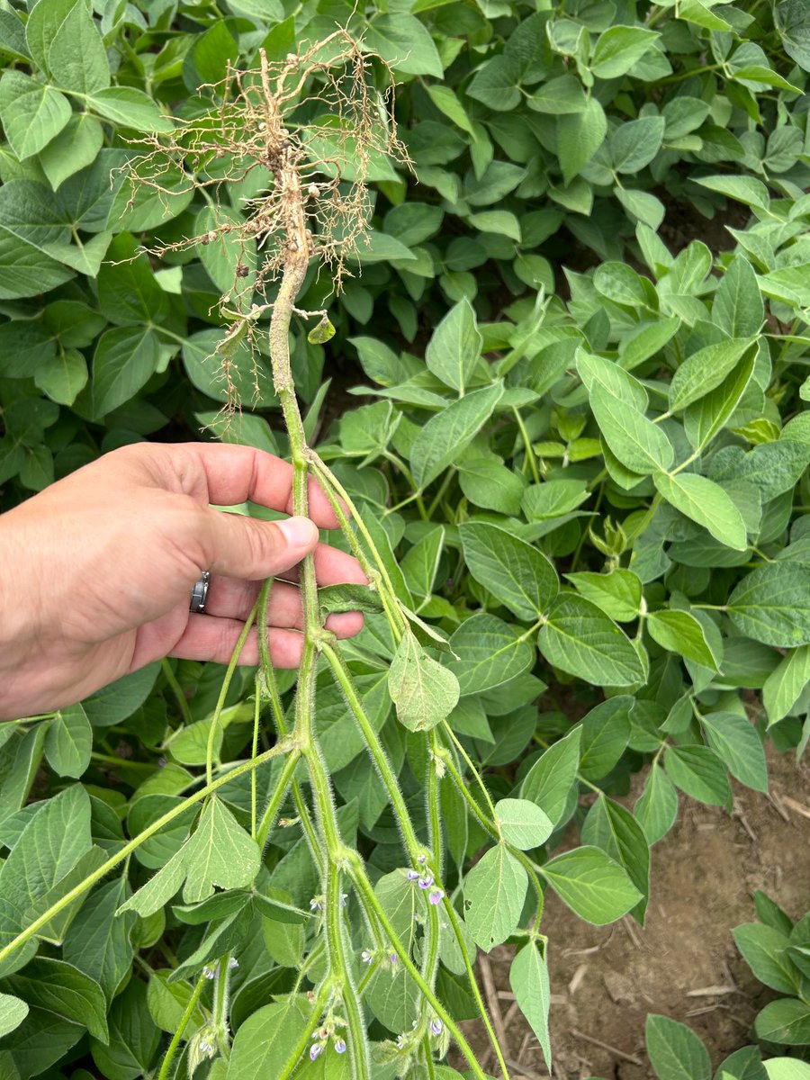 origmarketing's tweet image. We took things to the roots 🌱

Sometimes the best stories aren’t in a studio—they’re in the field.
👉 facebook.com/reel/158404194…

Do you need videography for your business? Contact OSM today! 👉 originsmartmarketing.com/contact-us/

#Videography #BehindTheScenes #OriginSmartMarketing