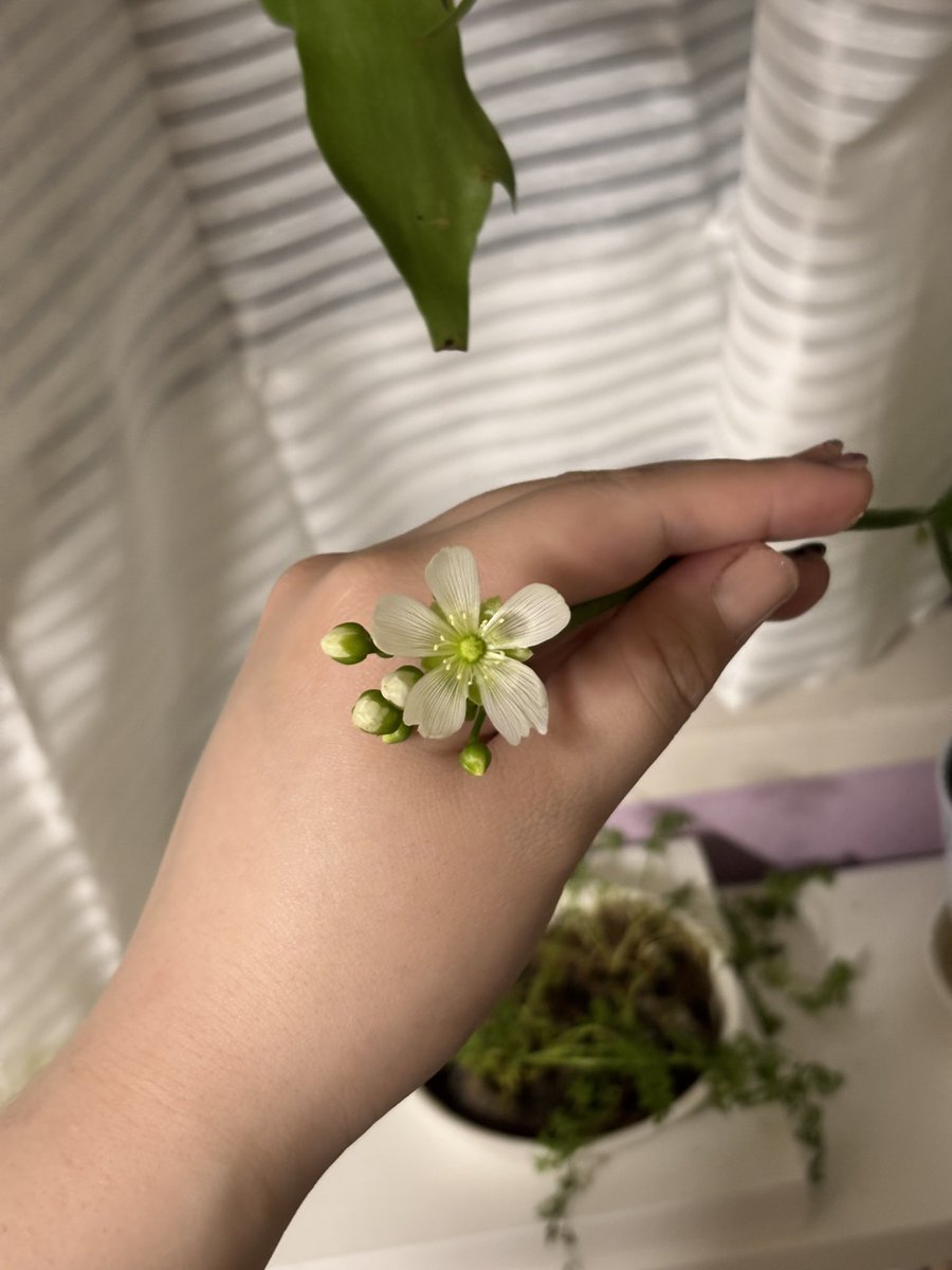 朱夏える(あやかえる) tweet media