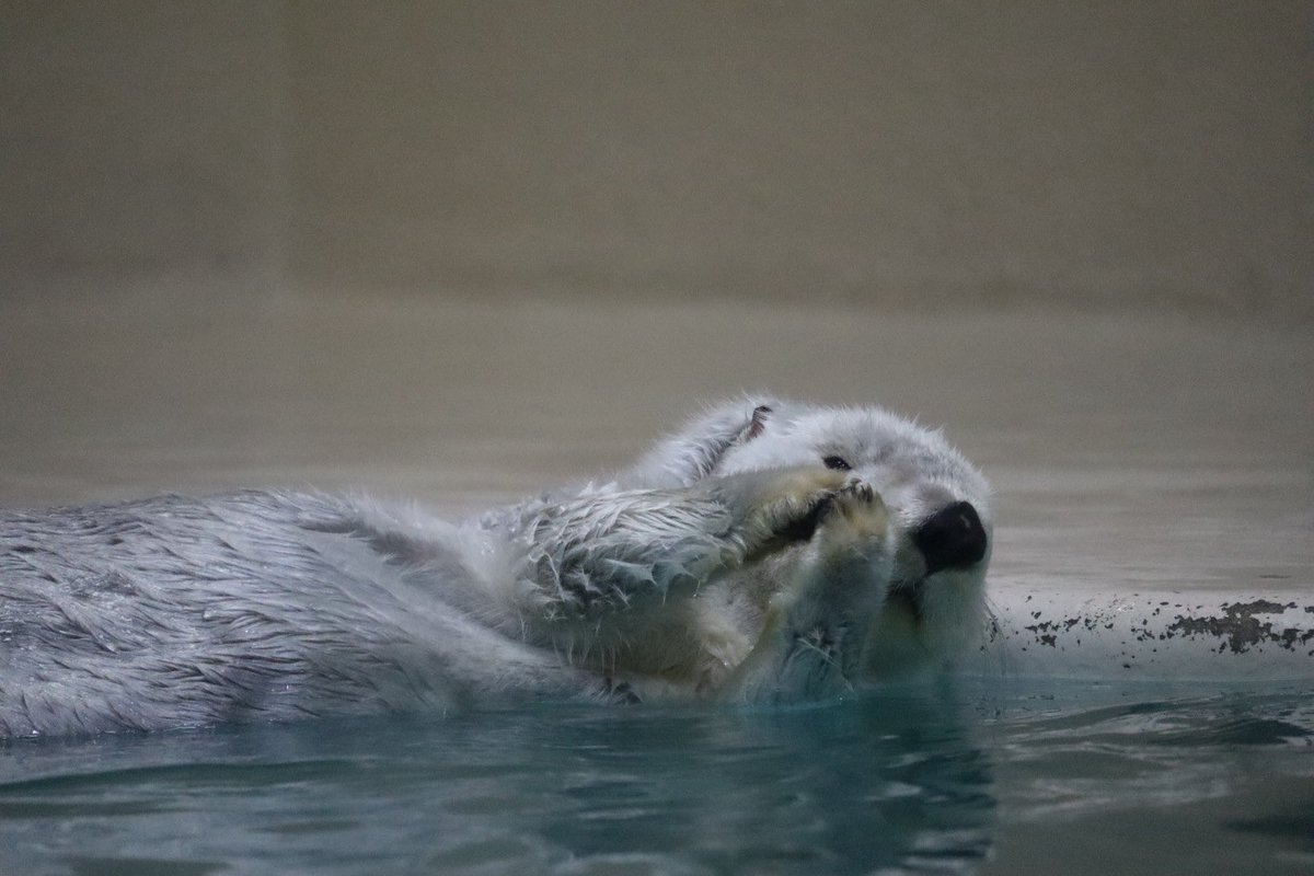 りん🧜‍♀️ tweet media