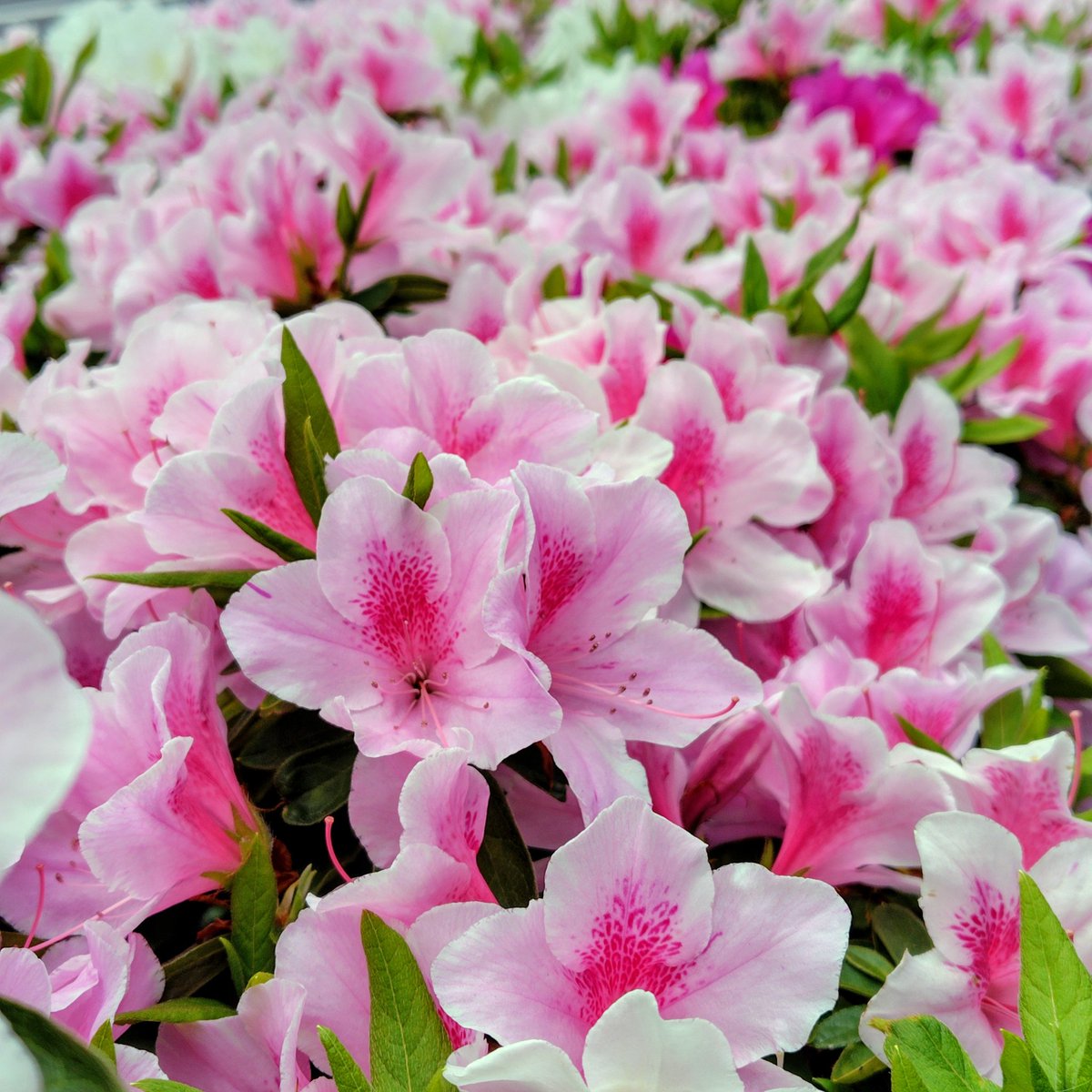 まこと。💒🐰⚾︎✨ tweet media