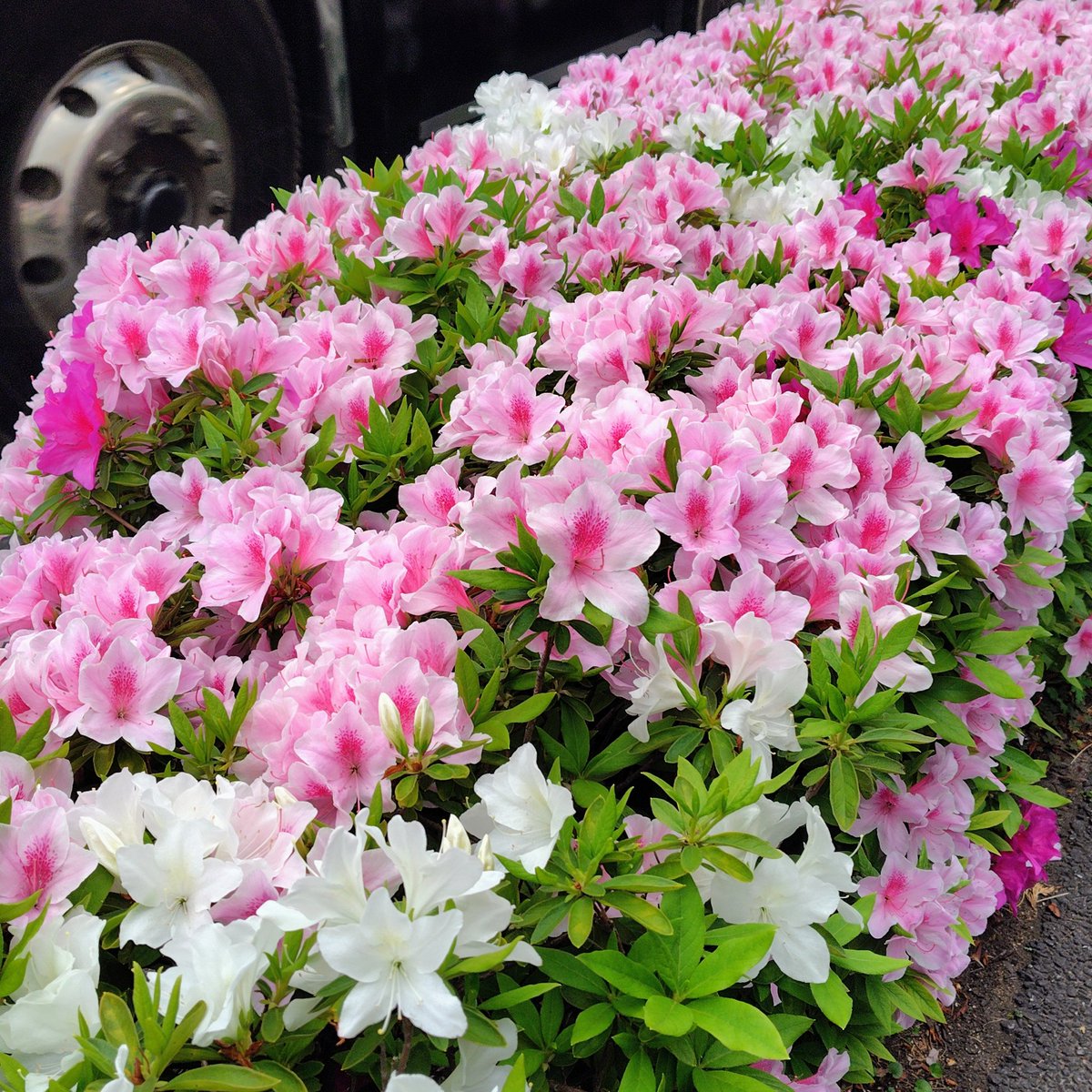 まこと。💒🐰⚾︎✨ tweet media