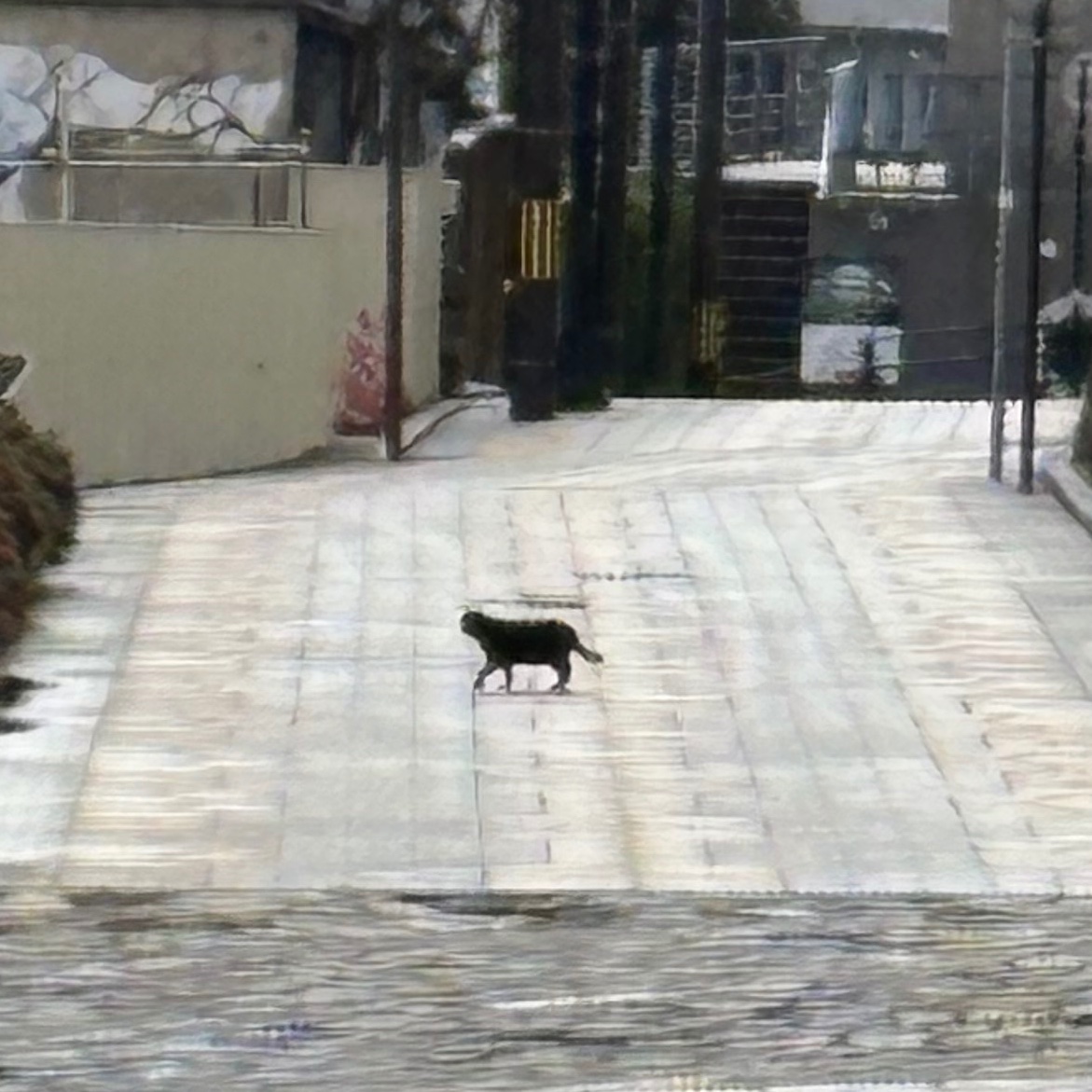 e7u_n's tweet photo. 黒猫 https://t.co/abLmBDZtzT