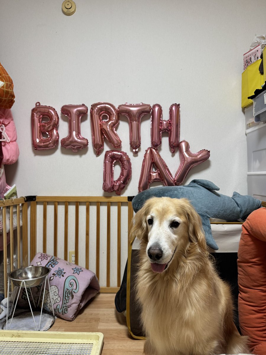 ruru_inu's tweet image. るきあちゃん

７歳の誕生日🎂🎂だよ〜

おやつ大盛りでよろしくね🤗🍖🍖

#ゴールデンレトリバー  #ゴールデン         #Goldenretriever  #dog #犬の暮らし　#犬　#ふわもこ部　#誕生日