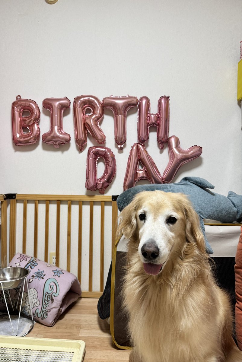 ruru_inu's tweet image. るきあちゃん

７歳の誕生日🎂🎂だよ〜

おやつ大盛りでよろしくね🤗🍖🍖

#ゴールデンレトリバー  #ゴールデン         #Goldenretriever  #dog #犬の暮らし　#犬　#ふわもこ部　#誕生日