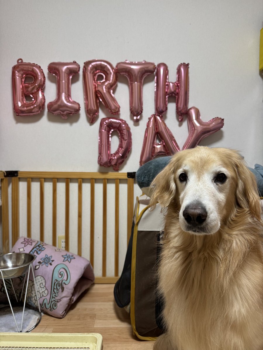 ruru_inu's tweet image. るきあちゃん

７歳の誕生日🎂🎂だよ〜

おやつ大盛りでよろしくね🤗🍖🍖

#ゴールデンレトリバー  #ゴールデン         #Goldenretriever  #dog #犬の暮らし　#犬　#ふわもこ部　#誕生日