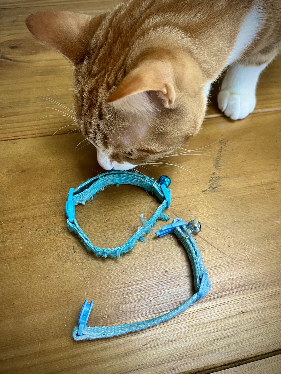 Malcolm & Baby Dog tweet media