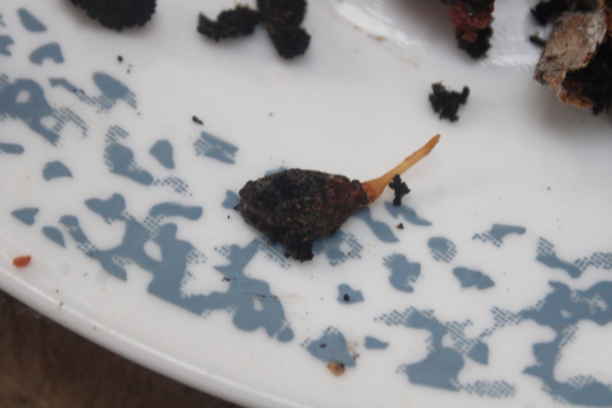 docsanderson's tweet image. #Scientists #Botany #Laboratory #Experiment #Food
@NatGeo @danpeckwx @Ginger_Zee @Nature
Lizzie Mags G decayed watermelon showed some germination. but far more conversion to a rich loam soil. remaining watermelon is Store condition nopreservatives after 6 months. How?? Mwah Lelon