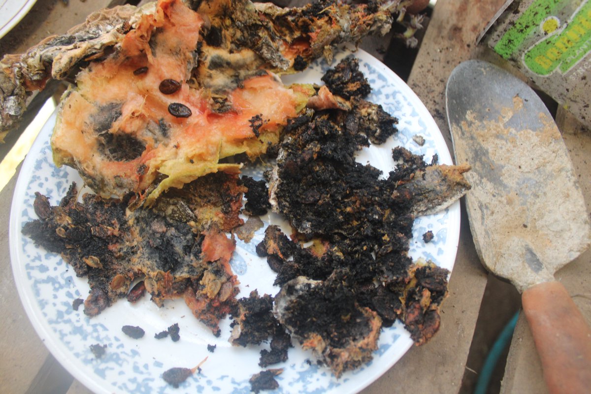 docsanderson's tweet image. #Scientists #Botany #Laboratory #Experiment #Food
@NatGeo @danpeckwx @Ginger_Zee @Nature
Lizzie Mags G decayed watermelon showed some germination. but far more conversion to a rich loam soil. remaining watermelon is Store condition nopreservatives after 6 months. How?? Mwah Lelon