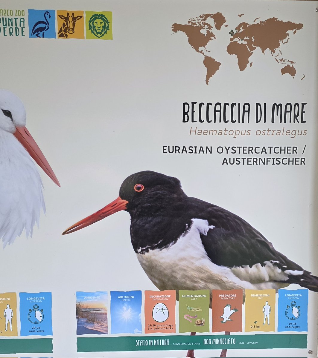 Non posso neanche andare allo zoo senza trovare riferimenti a <a href="/Darmumas/">Dumas</a>