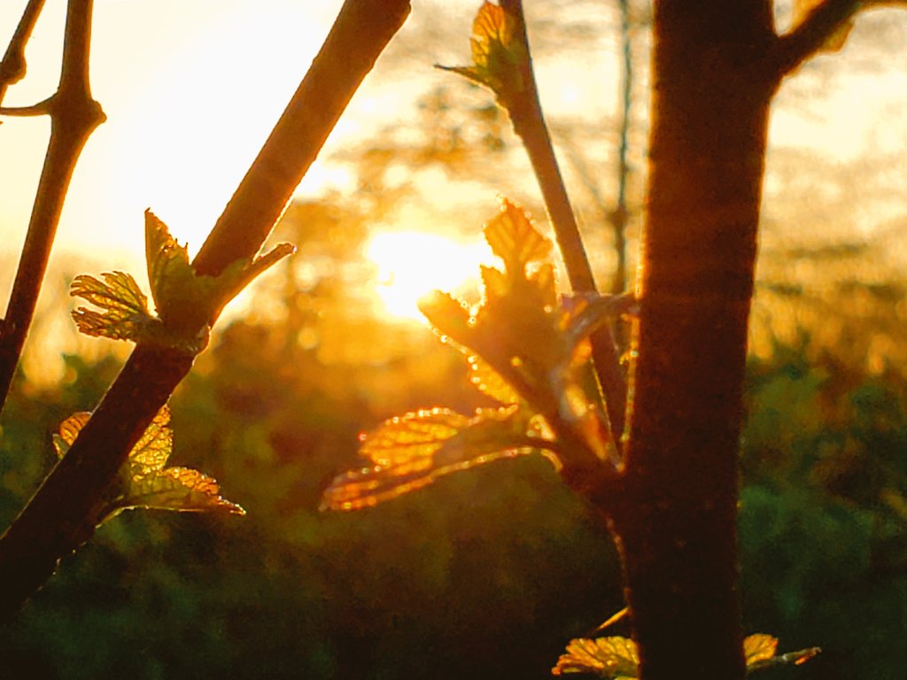 AcyRunway13's tweet image. Happy midweek my friends ☀️
BTW, a work meeting 1st thing in the morning should be illegal 
Just saying 🤷‍♂️☕️🤦

#Wednesday #sunrise #April 
#thoughts #spring #morning 
#NaturePhotography