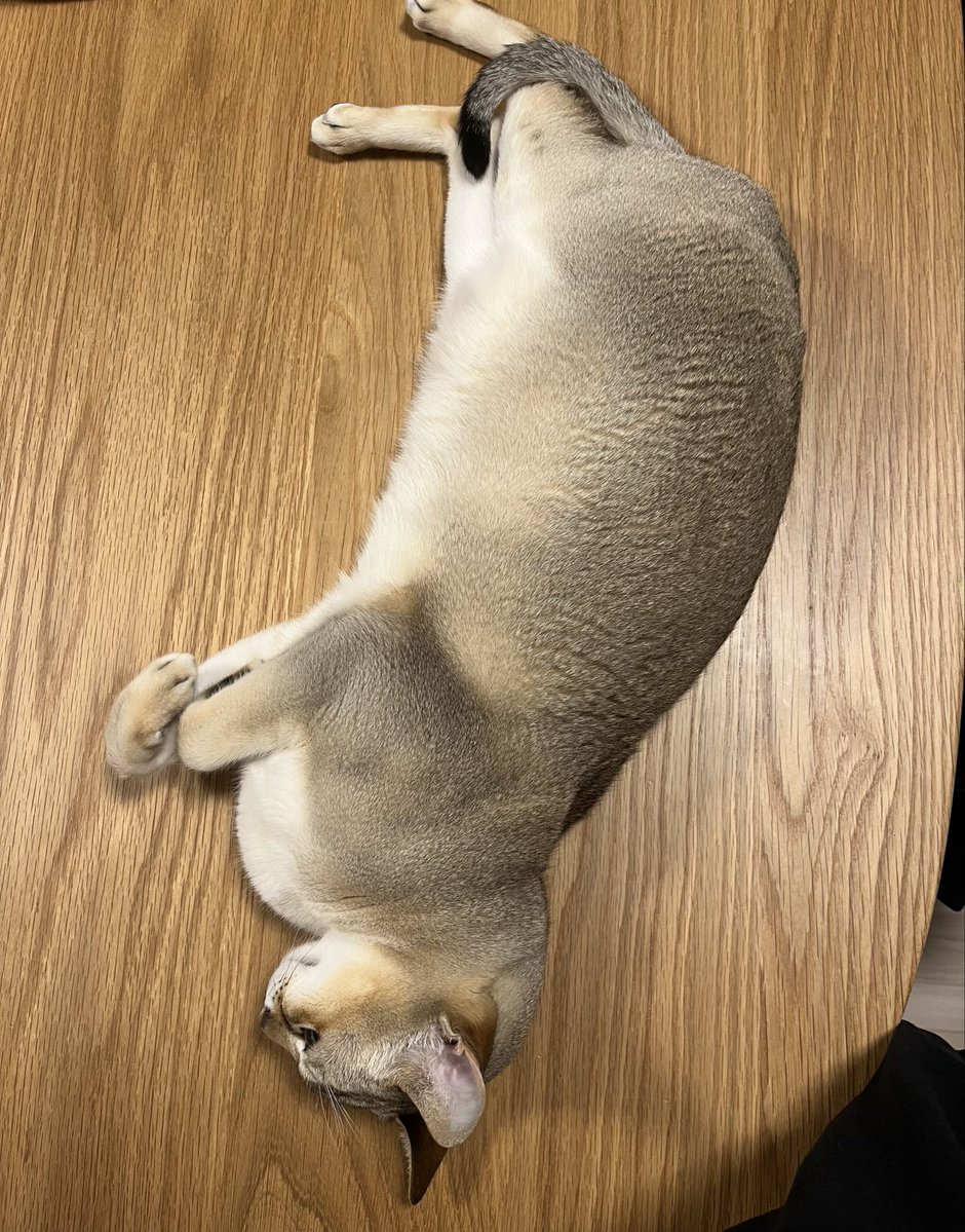 種﨑敦美(種崎敦美) tweet media