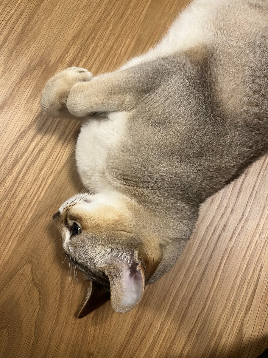 種﨑敦美(種崎敦美) tweet media