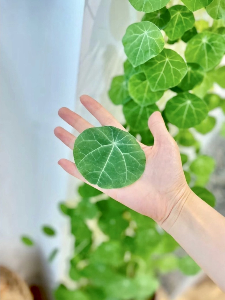 krishna sriharsha tweet media