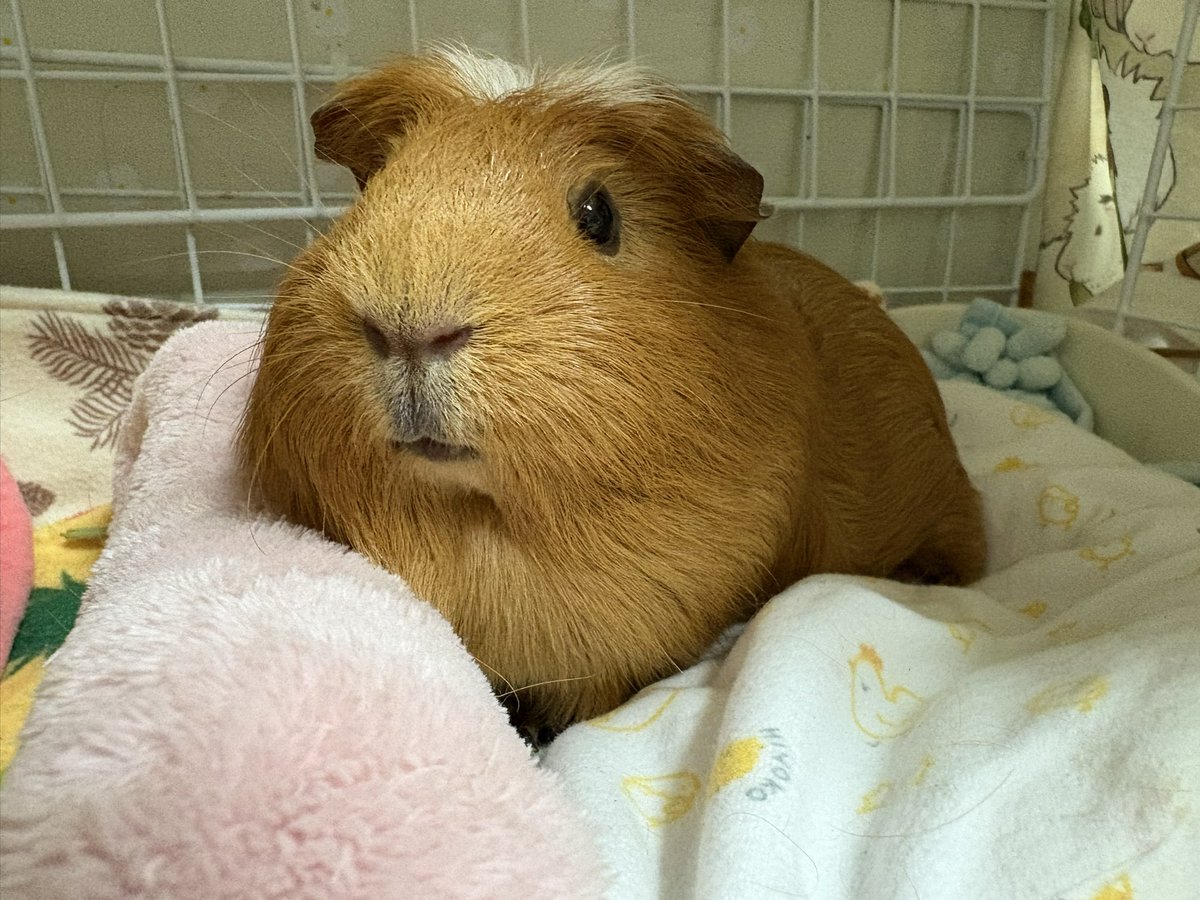 ぴっちゃんまま︎ tweet media