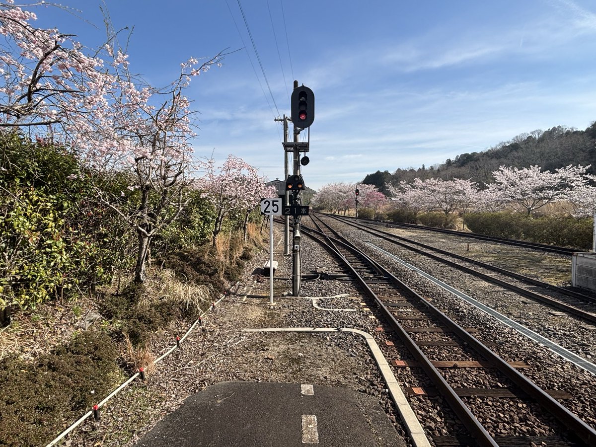 信楽駅の桜🌸
信楽高原鐵道で訪れた、先週の記録です。

#信楽駅 #桜 #信楽高原鐵道 #リモ鉄