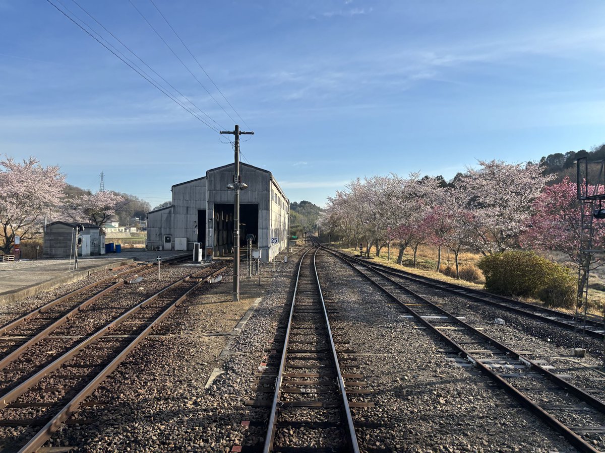 remotetsu's tweet photo. 信楽駅の桜🌸
信楽高原鐵道で訪れた、先週の記録です。

#信楽駅 #桜 #信楽高原鐵道 #リモ鉄 https://t.co/tF0SPJaSO2
