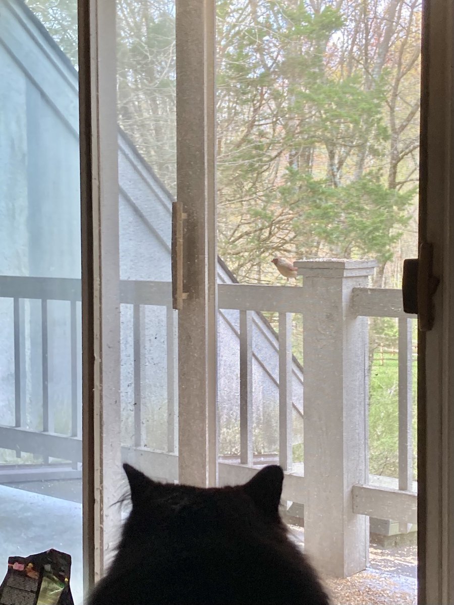 Joyce Carol Oates tweet media