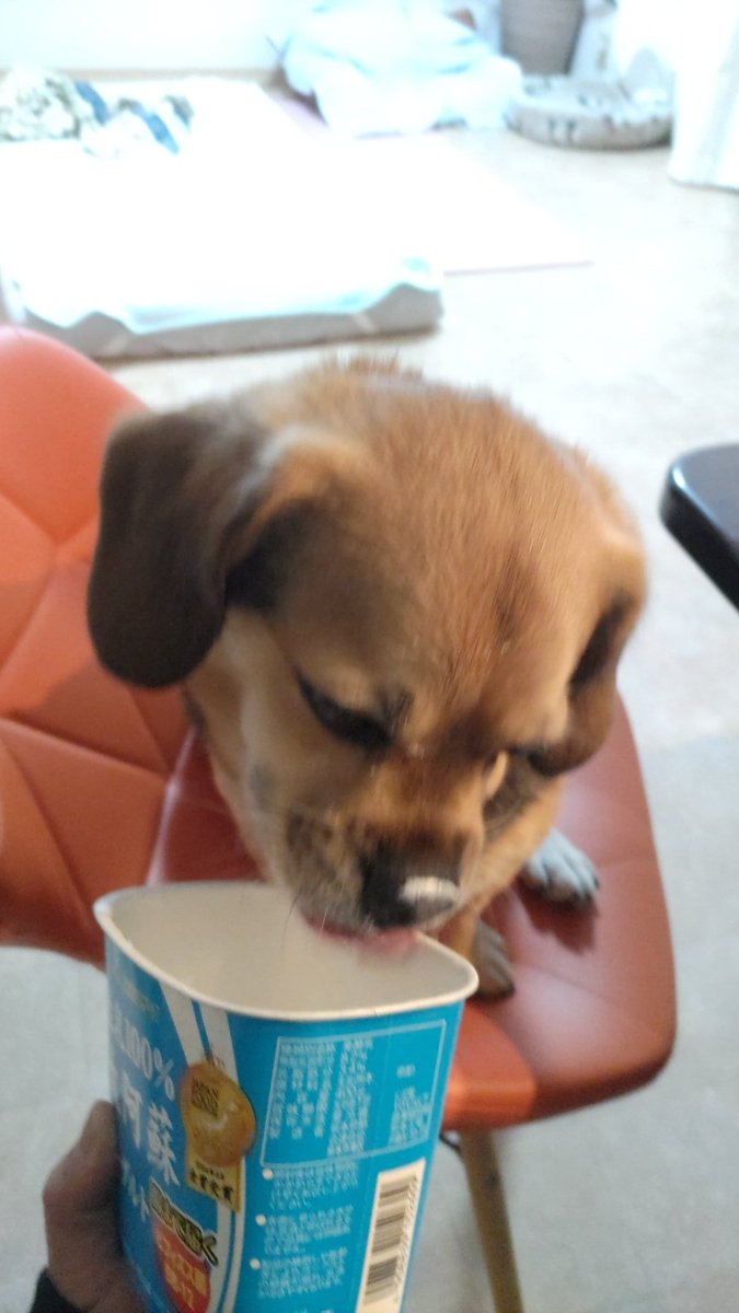 6MDaCyF0A8EutDB's tweet photo. ヨーグルトは美味しい🐶😋 https://t.co/3JDz3a329L