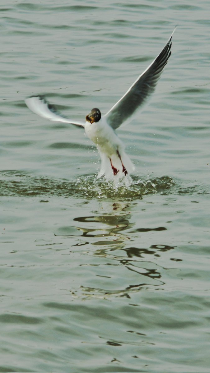 huangsilang007's tweet photo. What’s your favorite wildlife moment? These black-headed gulls never cease to amaze with their precision hunting. Drop a 🔥 if you love bird content!
#WildlifeLovers #BirdPhotography #NatureCommunity #HuntingSeason #GullLife https://t.co/pndi9Jmeiz