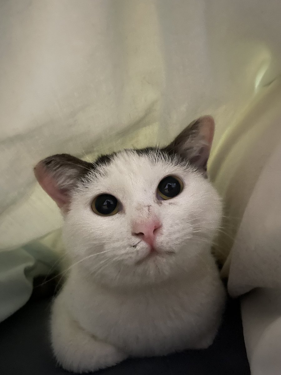 ねこといっしょ tweet media