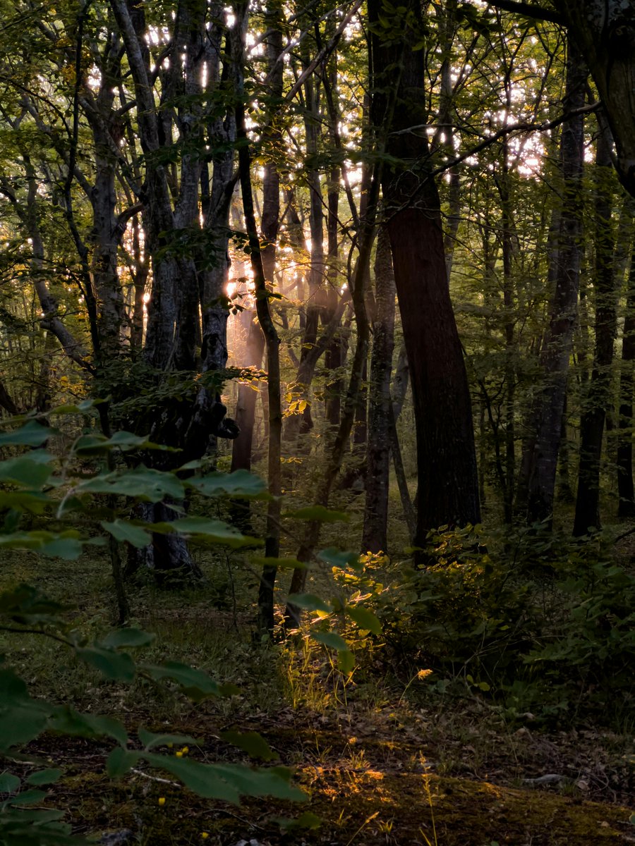 kyunghea kim tweet media