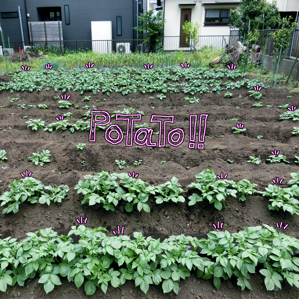 うにでぃーで夏野菜の苗買ってきた!!!(((0u0)))
じゃがいも芽が出てきたけど中央がまばらなのが心配!!!
種芋干す期間が長すぎた???(((>,<)))