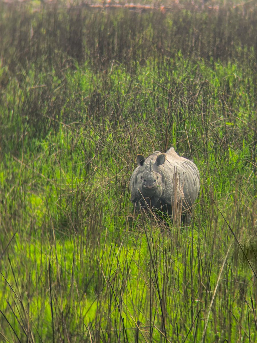 CatchMeAbhiOrb's tweet image. Kaziranga, Assam.

Mostly dust, long tracks, and a lot of time just looking around. Then suddenly, something shows up and makes it worth it.

Viewed a lot of wild. Some close and some far.

The One Horned Rhino kept looking at us for good 7-8 mins. Pic No 3.

#Kaziranga #Assam