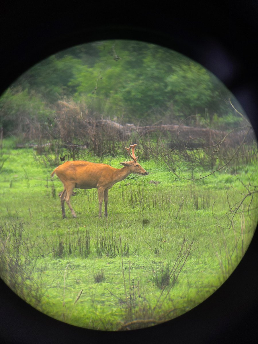 CatchMeAbhiOrb's tweet image. Kaziranga, Assam.

Mostly dust, long tracks, and a lot of time just looking around. Then suddenly, something shows up and makes it worth it.

Viewed a lot of wild. Some close and some far.

The One Horned Rhino kept looking at us for good 7-8 mins. Pic No 3.

#Kaziranga #Assam