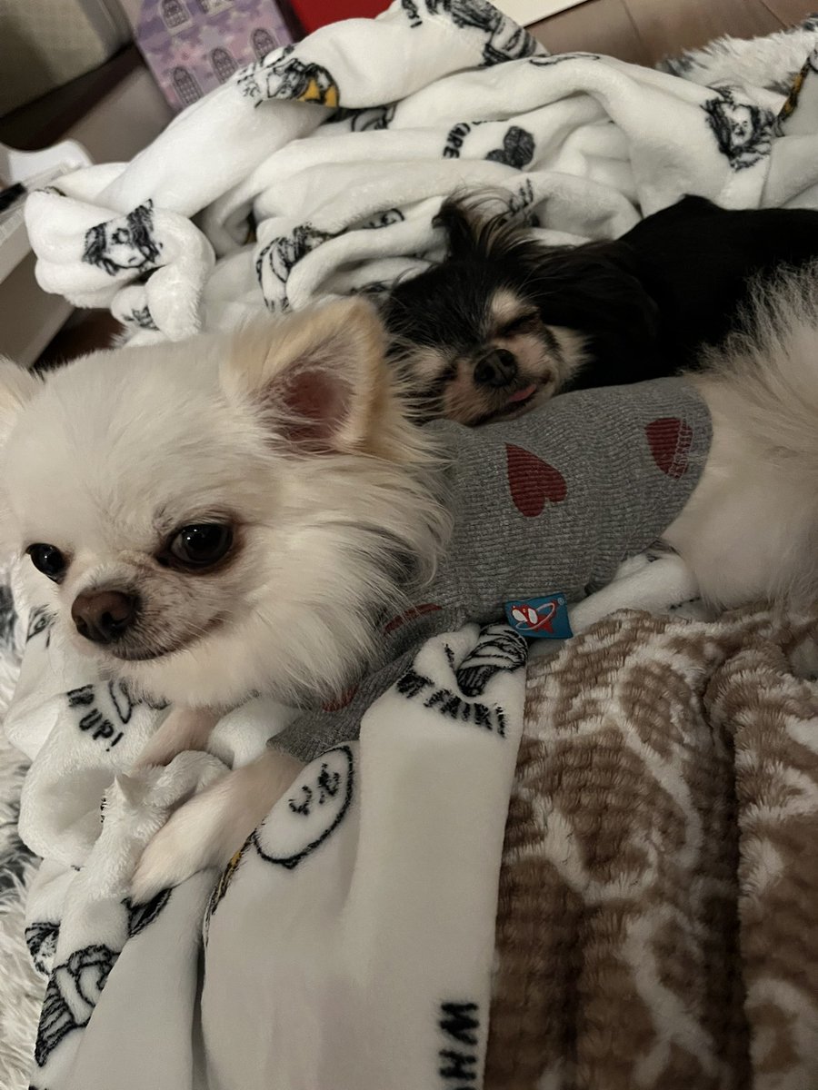 P&C ジロー🧔🏻‍♀️ tweet media