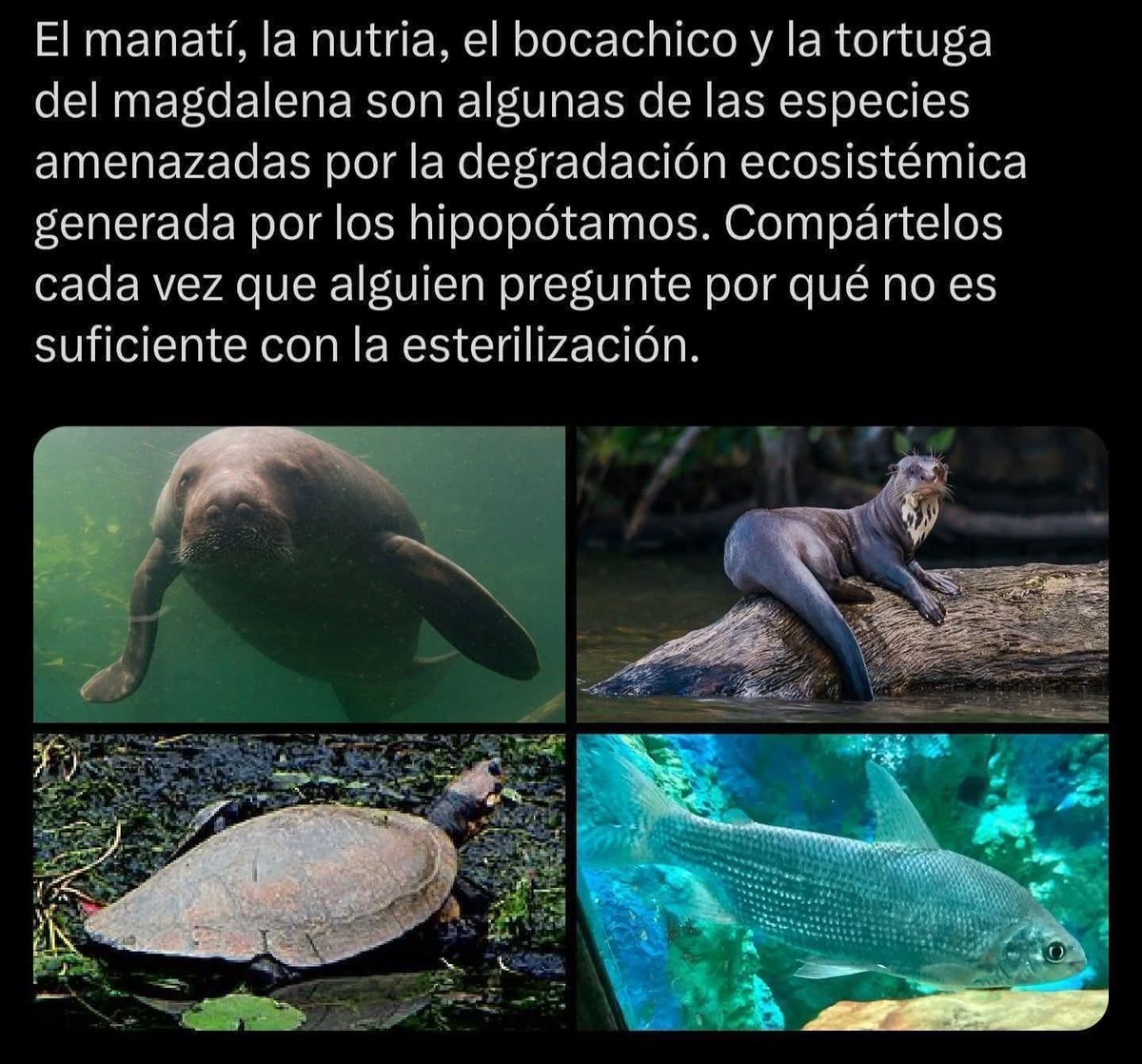 Cratoniano's tweet photo. @majo123escobar No es el espacio ome gva https://t.co/RPiSae1lIu