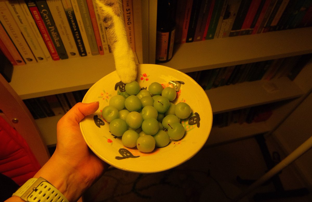 Jiya 🦚 tweet media