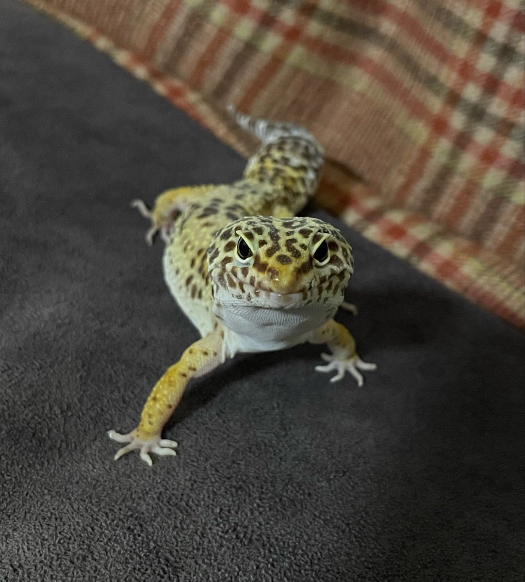 ひるね🦎 tweet media