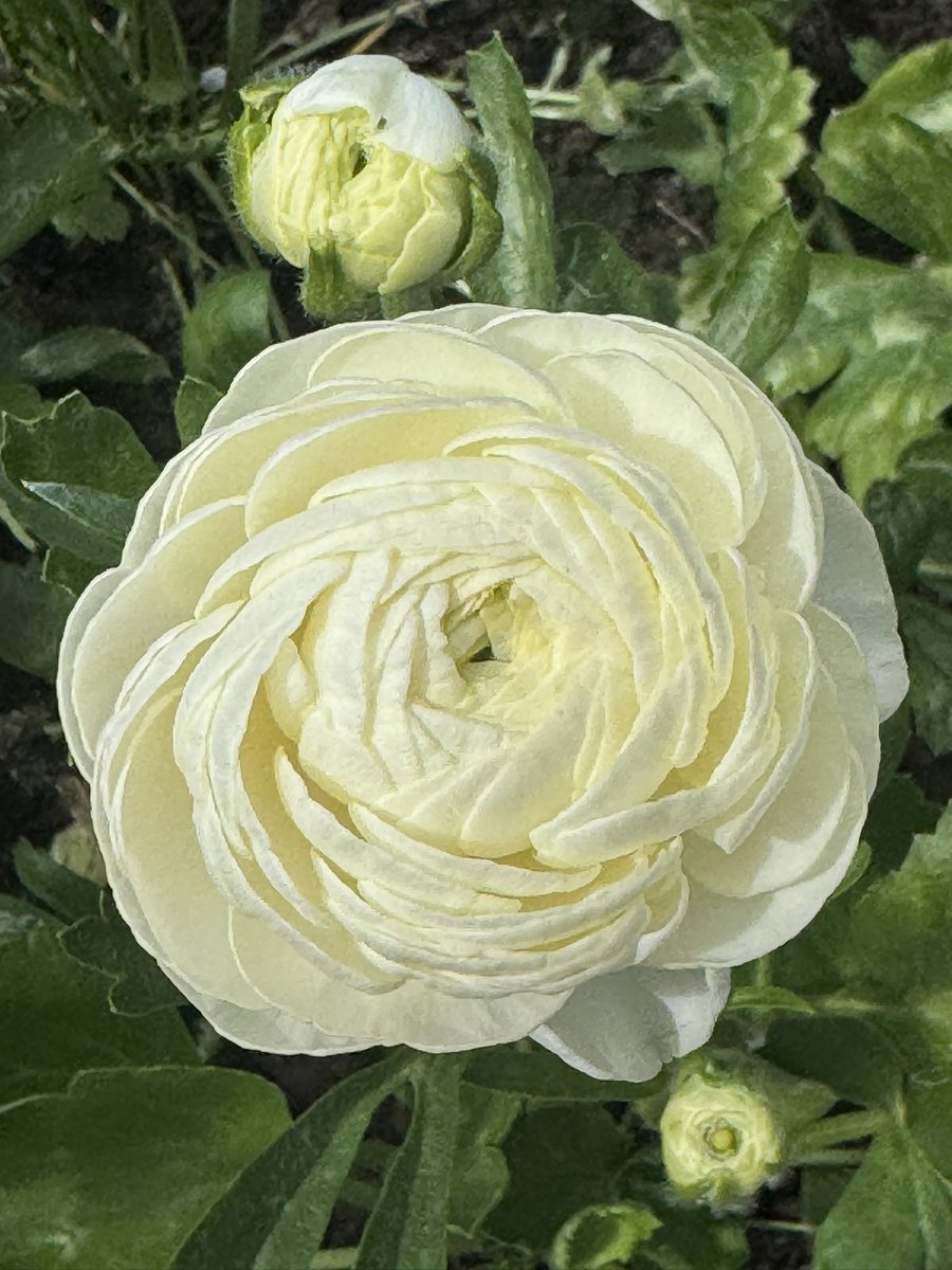 Garden Brocante tweet media