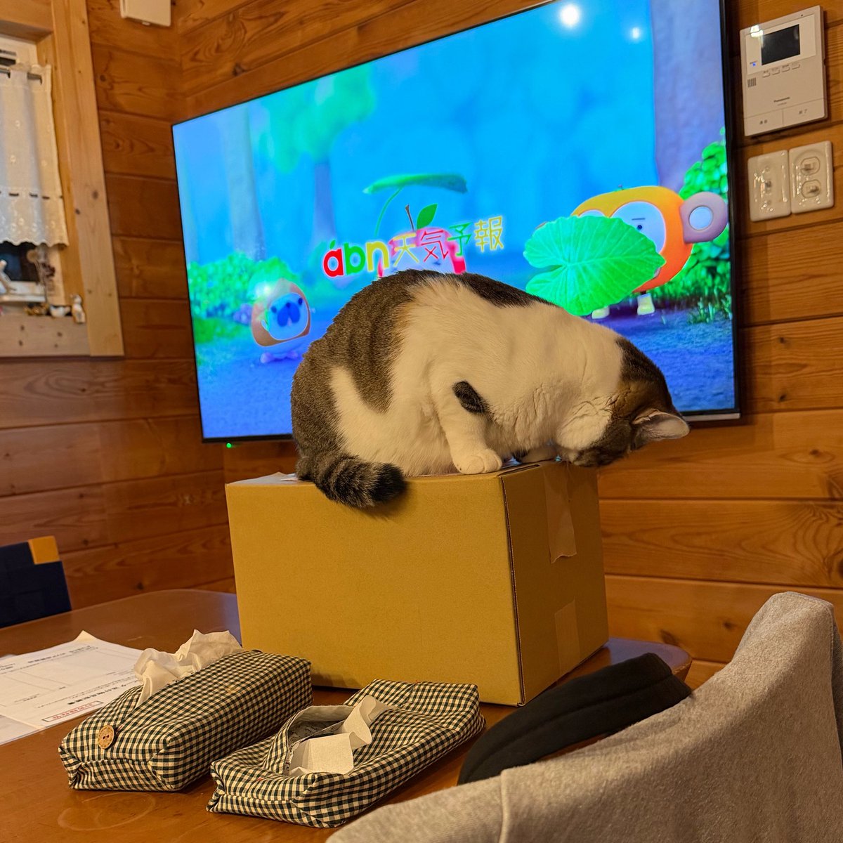 たぬKIKI tweet media